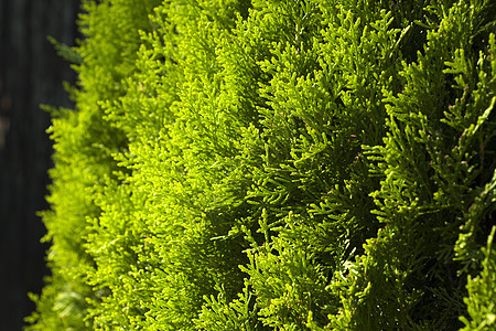 Thuja 树枝和离开宏背景 绿色园艺树叶针叶树篱植物公园生长灌木衬套森林图片