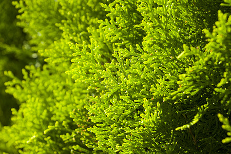 Thuja 树枝和离开宏背景 绿色墙纸森林宏观植物灌木针叶衬套柏树叶子生长图片