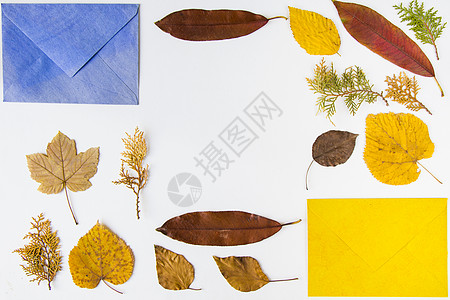 秋天和秋天的彩色叶子和包在白色背景 秋季自然背景上植物明信片森林植物学收藏植物群框架笔记地址季节图片