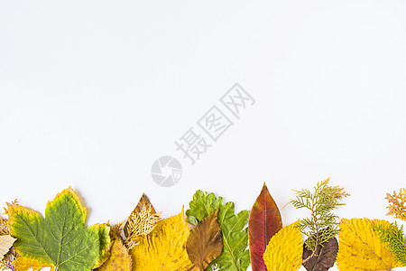 白色背景上的秋秋彩叶 文字空间 秋季自然背景框架叶子收藏植物学墙纸树叶植物群森林季节植物图片