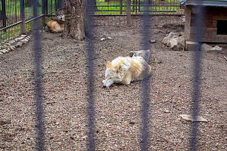 成年白狼或极狼白天在监狱里睡觉毛皮农场危险动物栅栏猎人俘虏耳朵野生动物狗窝图片