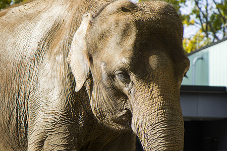 柏林动物园的大象近身 哺乳动物和野兽女性灵长类公园眼睛象牙厚皮观光动物男性耳朵图片
