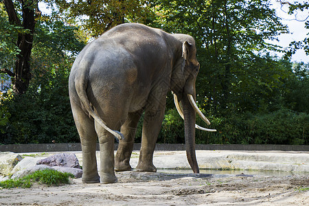 柏林动物园的大象近身 哺乳动物和野兽荒野男性国家毛皮公园动物园野生动物太阳衬套动物图片