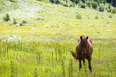 山谷里红马的肖像鬃毛力量蓝色场地农场马术自由天空荒野草地图片