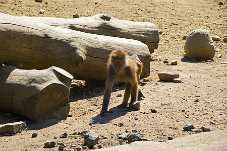 木乃伊是一家以下家族的 环球大猩猩中 各种老世界猴群的基因组家庭野生动物绿色都市猕猴猴子灵长类妈妈热带动物图片