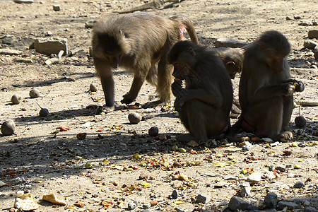 木乃伊是一家以下家族的 环球大猩猩中 各种老世界猴群的基因组家庭热带婴儿森林都市动物母亲猴子自然照片图片