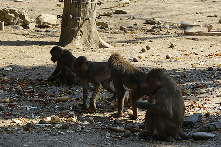 木乃伊是一家以下家族的 环球大猩猩中 各种老世界猴群的基因组孩子猴子动物绿色婴儿森林自然猕猴灵长类母亲图片