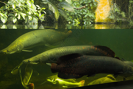 水族馆的经商鱼类 鱼的近距离肖像家庭鲨鱼海洋水族箱异国窗户射线动物博物馆墙纸图片