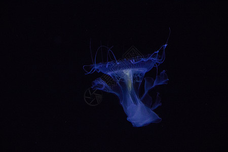 水下水生水母 深底 蓝色光 野生海洋动物近景贝类辉光运动海蜇野生动物海洋生物生活宇宙情调图片
