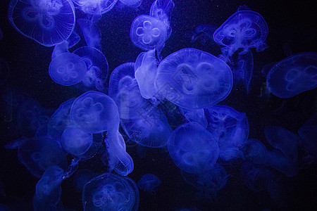 水下水生水母 深底 蓝色光 野生海洋动物荒野海月异国热带海洋生物辉光生活情调游泳贝类图片