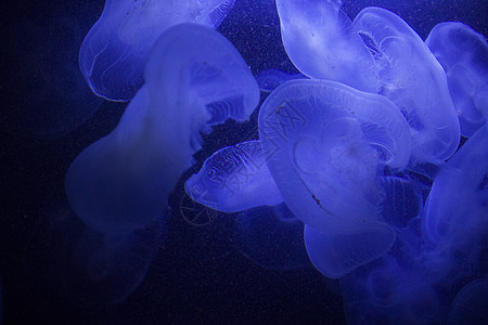 水下水生水母 深底 蓝色光 野生海洋动物宇宙游泳异国近景海月野生动物水族馆贝类辉光墙纸图片