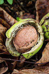绿壳里一个成熟的胡桃 掉到干叶里的地板上图片