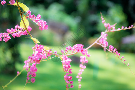 粉红色的花朵和美丽的大自然图片