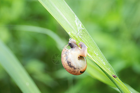 雨季的草上沾满了鼻涕图片