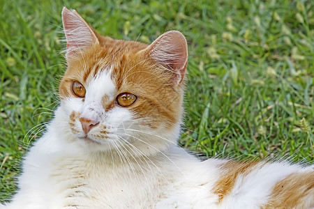 我们的宠物可爱朋友 自然中的猫猫乐趣毛皮哺乳动物猫咪动物工作室小猫头发橙子男性图片