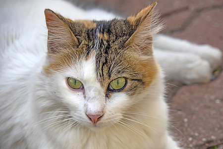 我们的宠物可爱朋友 自然中的猫猫工作室毛皮头发哺乳动物小猫男性猫科虎斑乐趣动物图片