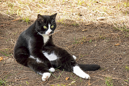 我们的宠物可爱朋友 自然中的猫猫乐趣头发橙子毛皮眼睛哺乳动物猫咪工作室小猫男性图片