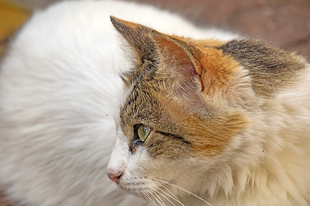 我们的宠物可爱朋友 自然中的猫猫毛皮乐趣虎斑小猫橙子动物头发哺乳动物男性工作室图片