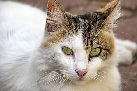 我们的宠物可爱朋友 自然中的猫猫男性动物小猫眼睛工作室乐趣哺乳动物毛皮虎斑头发图片