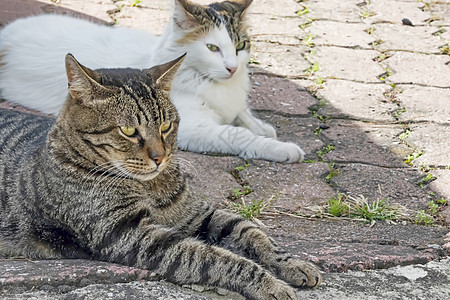 我们的宠物可爱朋友 自然中的猫猫乐趣小猫毛皮眼睛男性虎斑哺乳动物橙子工作室动物图片