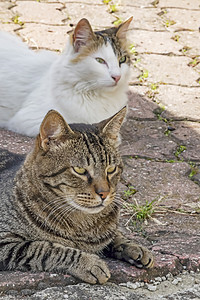 我们的宠物可爱朋友 自然中的猫猫男性虎斑橙子猫咪哺乳动物毛皮眼睛小猫工作室乐趣图片