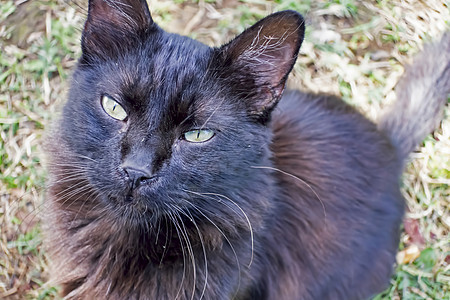 我们的宠物可爱朋友 自然中的猫猫头发眼睛虎斑哺乳动物小猫工作室男性猫咪乐趣动物图片