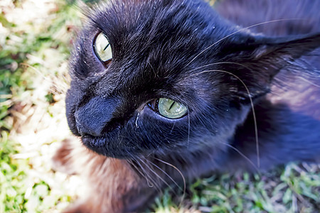 我们的宠物可爱朋友 自然中的猫猫眼睛毛皮男性小猫橙子乐趣头发猫科工作室动物图片