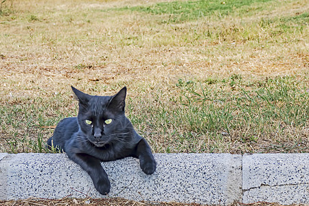 我们的宠物可爱朋友 自然中的猫猫乐趣猫科小猫头发动物工作室猫咪虎斑橙子男性图片