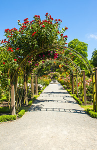 花园里有红玫瑰的拱门小路衬套生长路面花朵植物红色公园图片