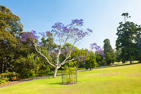 在悉尼开花的贾卡兰达树图片