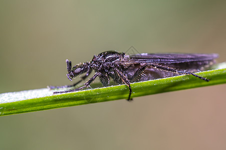 绿色自然季节花园的草地上的小苍蝇环境植物荒野野生动物昆虫身体瓢虫宏观蜜蜂甲虫图片