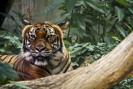 野虎在绿丛林中观察猎物荒野食肉哺乳动物条纹猎人动物野生动物野猫眼睛虎头图片