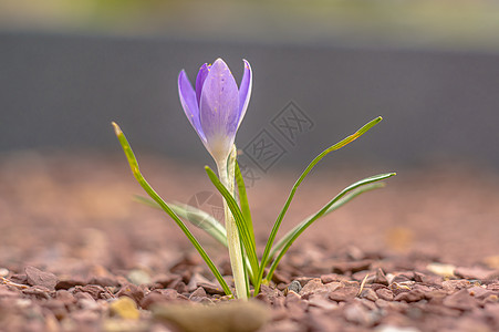 春东季花园的黄蓝白花栗花瓣植物紫色晴天问候语花园蓝色季节明信片植物群图片