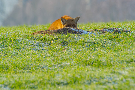 在狐狸洞穴的年轻狐狸家庭橙子捕食者青少年动物毛皮红狐食肉林地动物群图片