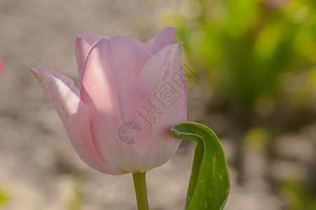 春花在我的夏季花园里奇异果李子收成素食主义者晴天柠檬热带花瓣园艺橙子图片