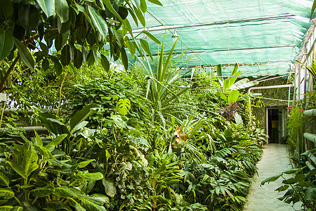 柳橙热带植物和第比利斯植物园的生长情况房子气氛棕榈森林公园雨林环境叶子植物园绿色植物图片