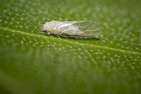 夏季花园绿叶上的小青卡达萤火虫动物学生物学蜜蜂季节叶子花粉花瓣触手飞行图片