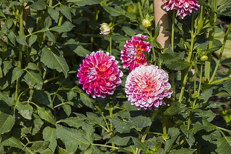 菊花花园 花背景 园艺中的自然美植物紫色宏观公园墙纸季节菊花花园花瓣树叶图片