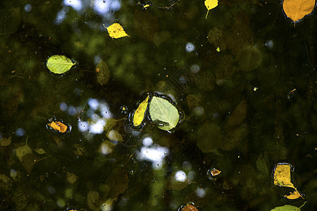 秋叶在水中 水反射和多彩的叶子树叶天空橙子气氛公园季节蓝色天气环境植物图片