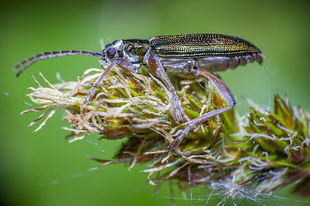 夏日大自然绿草叶上的绿甲虫季节蜜蜂蓝色动物花粉腐烂动物学萤火虫植物昆虫图片
