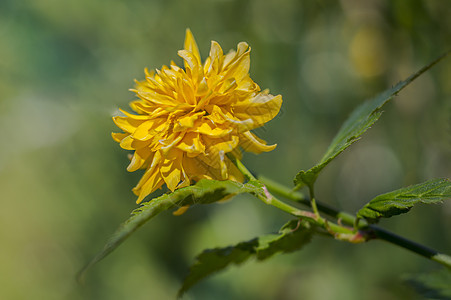 春花在我的夏季花园里植物营养柠檬叶子草地奇异果植物群橙子李子季节图片