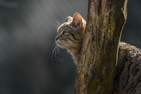 绿季树叶林中的野猫动物草地虎斑猫科动物耳朵野生动物鼻子哺乳动物森林危险图片