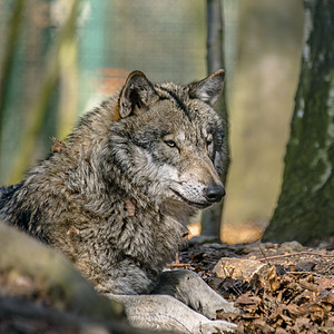 灰狼在绿叶林中寒冷和躲藏大灰狼猎人牙齿犬类狼群猎物捕食者男性树木哺乳动物图片