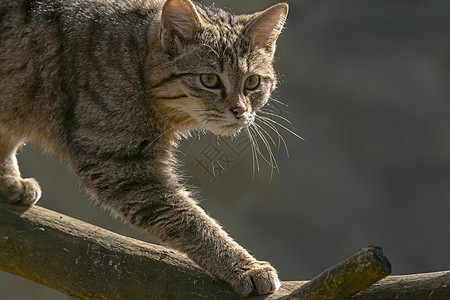 绿季树叶林中的野猫猫科动物爪子猎人哺乳动物鼻子晶须猫咪动物小猫野生动物图片