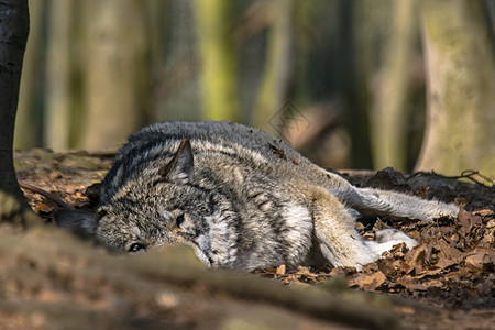 灰狼在绿叶林中寒冷和躲藏食肉鼻子狼群力量捕食者生物男性俘虏牙齿猎物图片