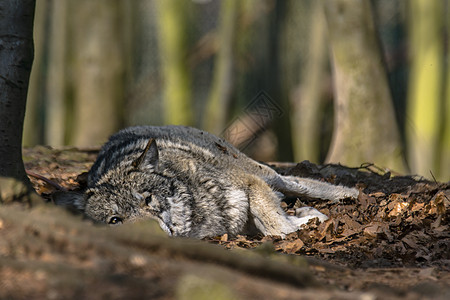 灰狼在绿叶林中寒冷和躲藏猎物狼疮树木生物俘虏捕食者力量动物森林犬类图片