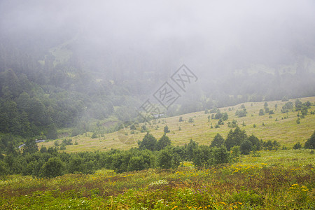 格鲁吉亚斯瓦涅蒂的奇妙和惊人的景观 雾雾和迷雾山风景高山荒野松树花朵顶峰场地阴影旅游国家森林图片