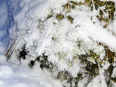 白雪覆盖的绿色红杉树和苔 挪威的风景图片