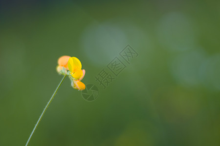 自然 自然背景 绿色的颜色 草地和植物生长的阳光照耀宏观太阳叶子花园生态柔软度光效墙纸活力季节图片