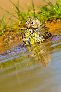 西班牙地中海森林 森林池 Serin鸟类洗澡生物栖息地动物生态翅膀池塘生物学羽毛图片